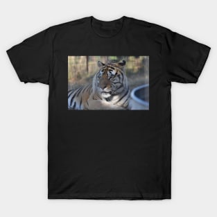 Tiger T-Shirt